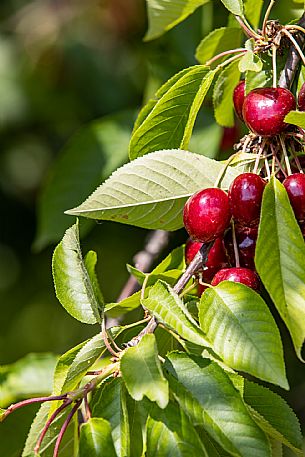 Cherries